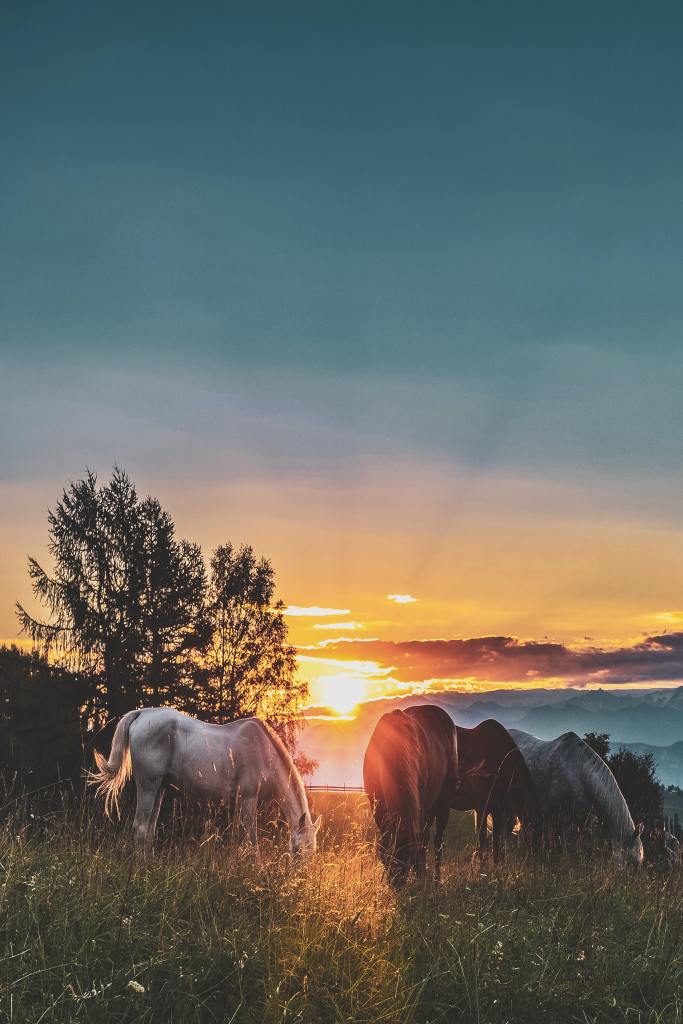 A photograph of three horses grazing calmly in a field at sunset. There are some fir trees on the left just where the sun is setting.